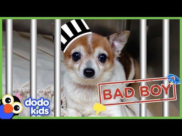 Little Grumpy Dog Is A BAD BOY… Or Is He? | Animal Videos For Kids | Dodo Kids