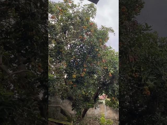 Rambutan nya sudah merah merah