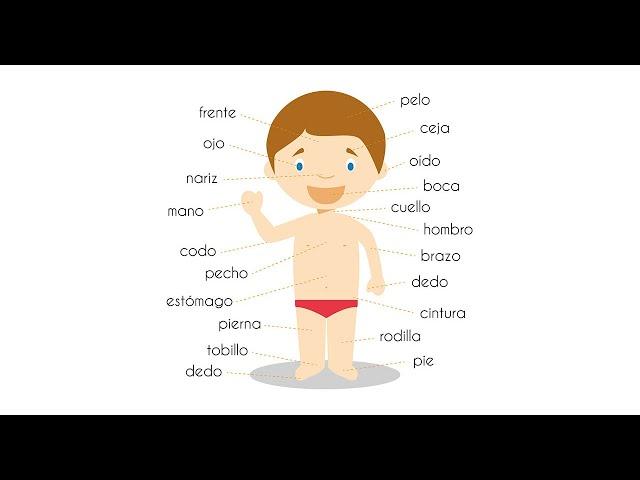 Cuerpo Humano I Human Body in Spanish Language (Part 1)