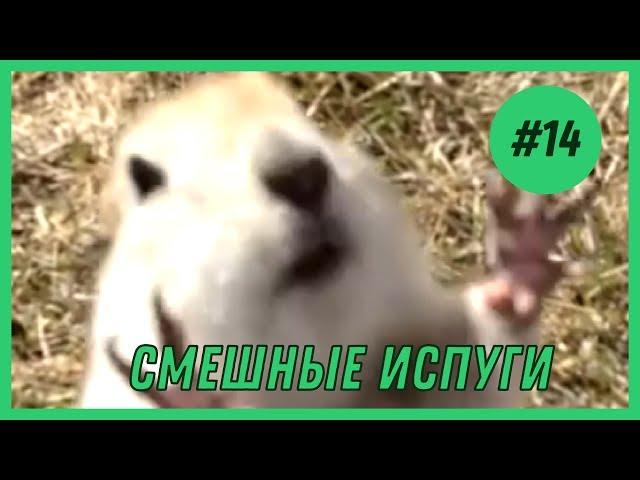 СМЕШНЫЕ ИСПУГИ ЛЮДЕЙ И ЖИВОТНЫХ #14 | ЛУЧШИЕ ИСПУГИ | FUNNY HUB