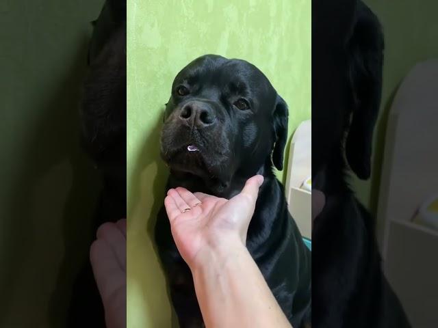 Что он сегодня своровал? Наш ротвейлер на кухне ¿Kunsa jichhürunakan lunthatasïna?Jiwasan Rottweiler