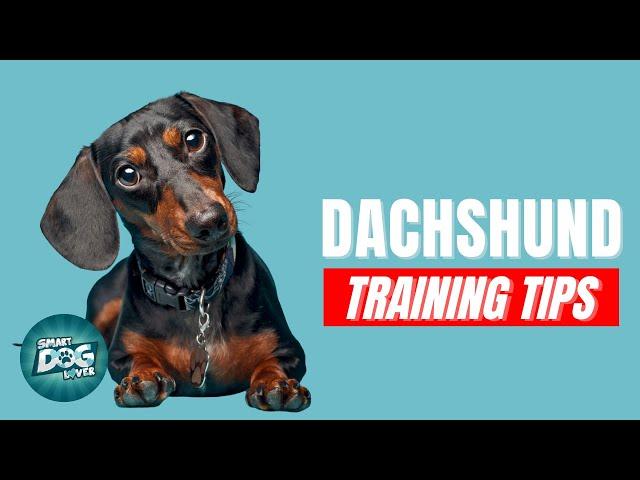 How to Train Your Dachshund | Best Dachshund Puppy Training Tips