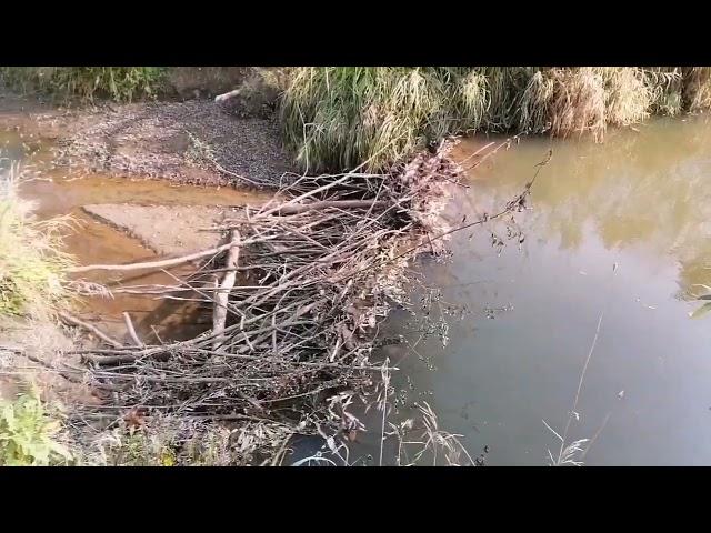 Охота на бобра! Установка капканов, проверка.