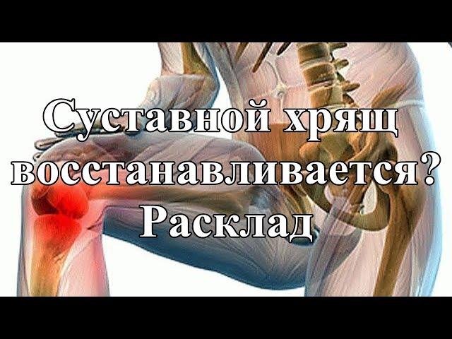 Суставной хрящ восстанавливается? Расклад.