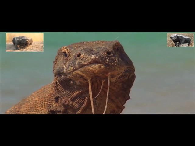 Honey Badger Narrates: Sneaky Omarosa and the Amazing Komodo Dragon Eats a Unicorn