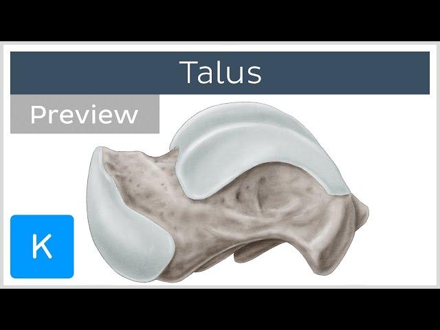 Talus Bone Articulations and Landmarks (preview) - Human Anatomy | Kenhub