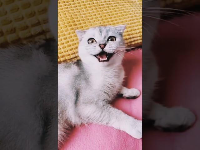 How to #cat videos #shortvideo #kucing #kitten #cutecat #catlover #