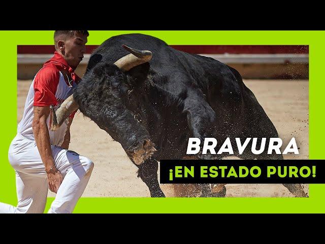 Los TOROS SALVAJES más BRAVOS soltados en 2024 ¡Qué ANIMAL!