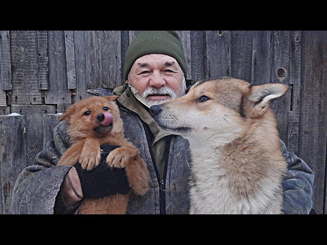 Кормление щенка лайки Содержание и воспитание зверовых лаек