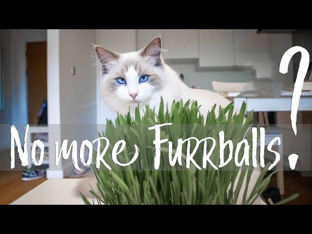 No more FUR BALLS? Growing cat grass for INDOOR cats | Ragdolls Pixie and Bluebell