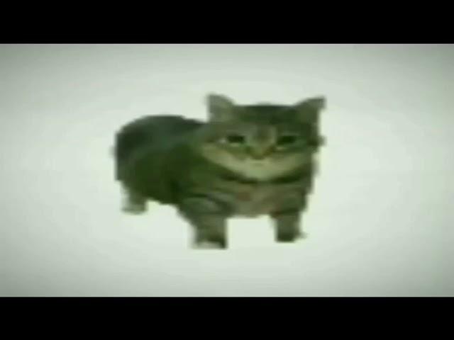 o ee aaa ee o ee aa ee | Spinning Cat Meme [ 1 Hour ]