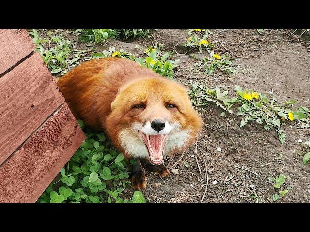 Доброе утро  лис Альф - Happy Sunday from Alf the Fox