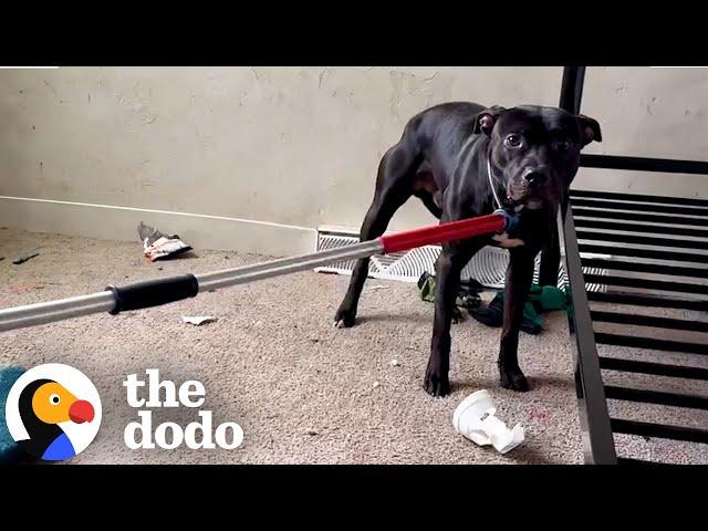 Pittie Got Left Behind In An Apartment Building | The Dodo