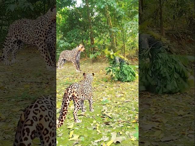 Two Leopold attack jungle men, Help,  help,  #vfx #wildlife #animals #foryou #subscribe #video