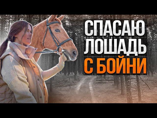 СПАСАЮ БЕРЕМЕННУЮ ЛОШАДЬ С БОЙНИ | Строительство новой большой фермы