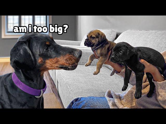 Huge Doberman Meets Tiny Rescue Puppies