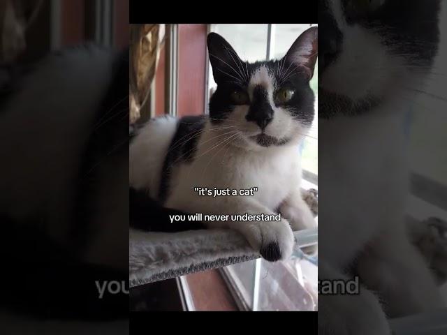 my cat my everything  #goodvibes #vibes #cute #cat #cats #kitten #pets #animals