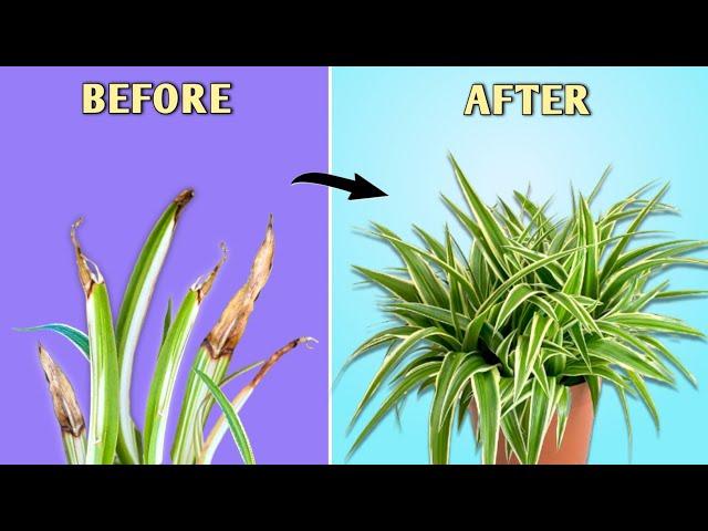 5 Tips to STOP Brown Tips on Spider Plant - Spider Plant Care Indoor