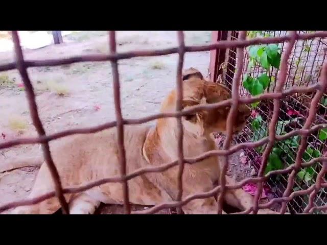 ️Привет от льва Шер-Хана. Даже с кипером подружился! #лев_ШерхХан #animals #lions