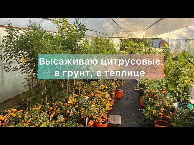 Высаживаю цитрусовые в грунт теплицы. Работа в питомнике 