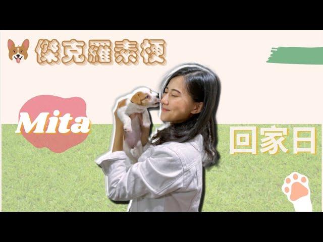 【狗狗】傑克羅素梗｜成長紀錄｜小型犬