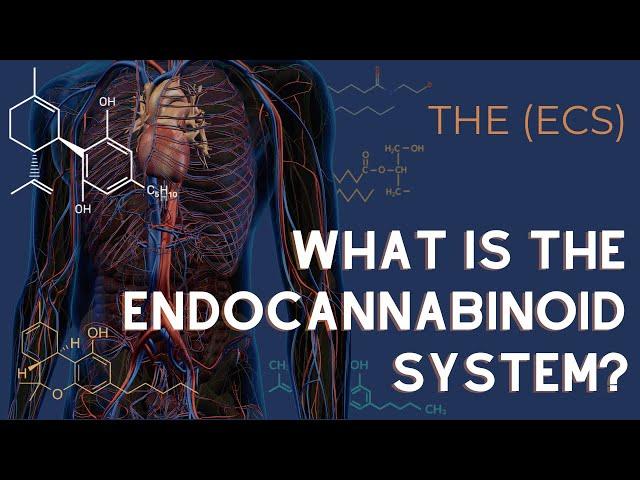 The Endocannabinoid System Explained