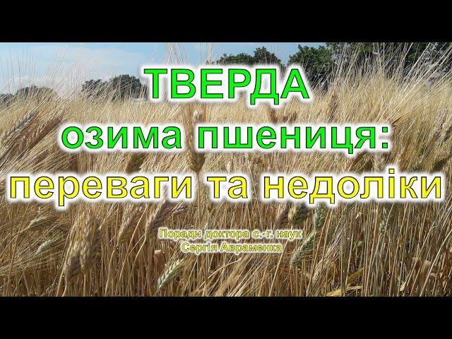 Тверда озима пшениця: її переваги та недоліки