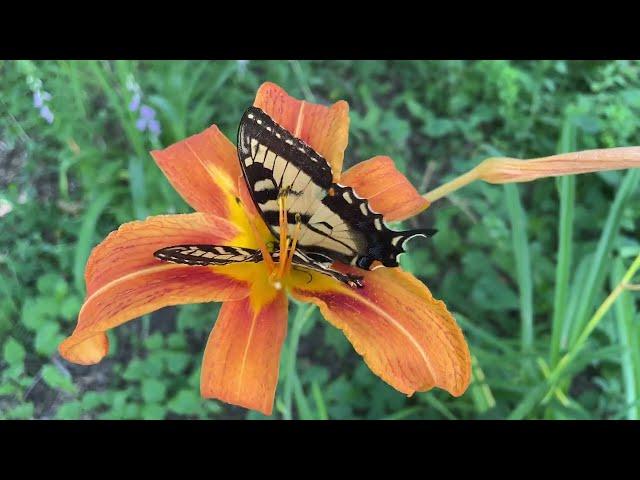 Great Spangled Fritillary, Pearl Crescent, & Tiger Swallowtail in Summer