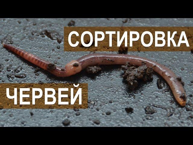 Вермитехнологии. Сортировка червей.