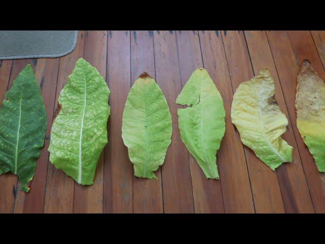 Home Grown Tobacco WHEN TO HARVEST