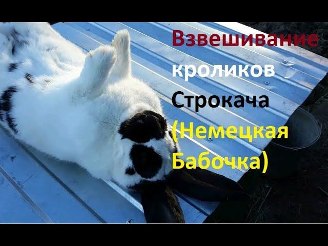 Кролиководство. Взвешивание Немецкий Пестрый Великан(Немецкая Бабочка). От месяца до 3-х месяцев.