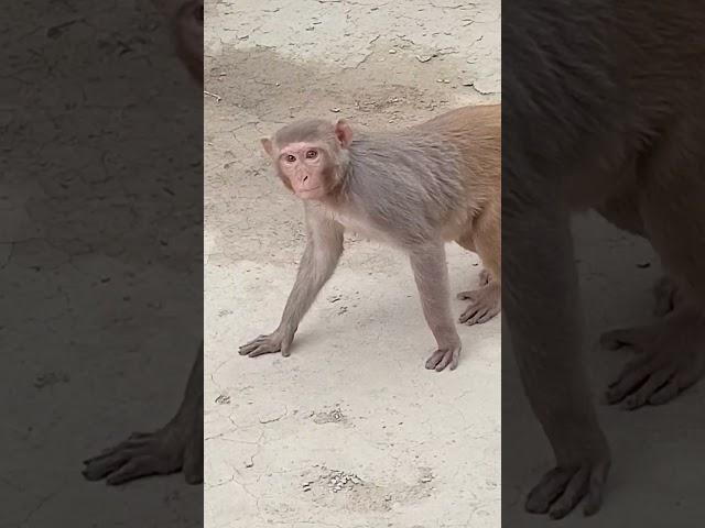 Monkey video/animals/ discovery / animal planet/ very beautiful animals/