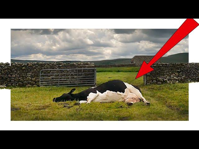 I FOUND a DEAD COW!?