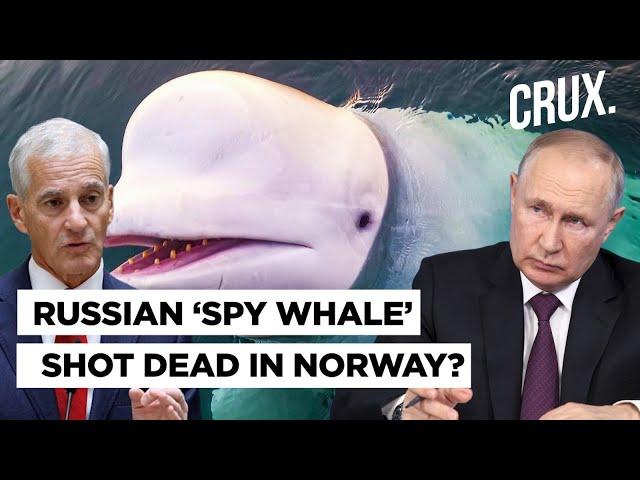 ‘Russian Spy’ Whale Hvaldimir ‘Shot Dead’? Animal Rights Groups Say ‘Can’t Rule Out Criminal Act’