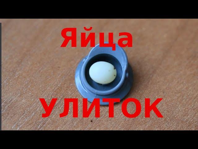 Улитки ахатины  отложили яйца. Ровно через три недели.