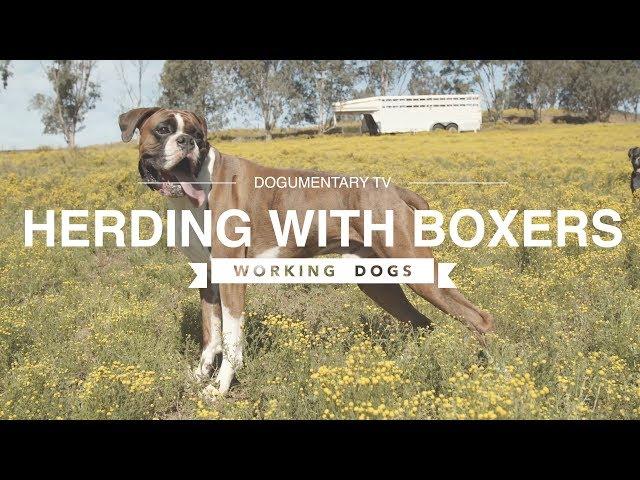 HERDING WITH BOXER DOGS DOCUMENTARY