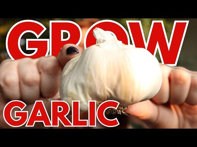 Unlock The Secrets To GIANT Garlic Bulbs!