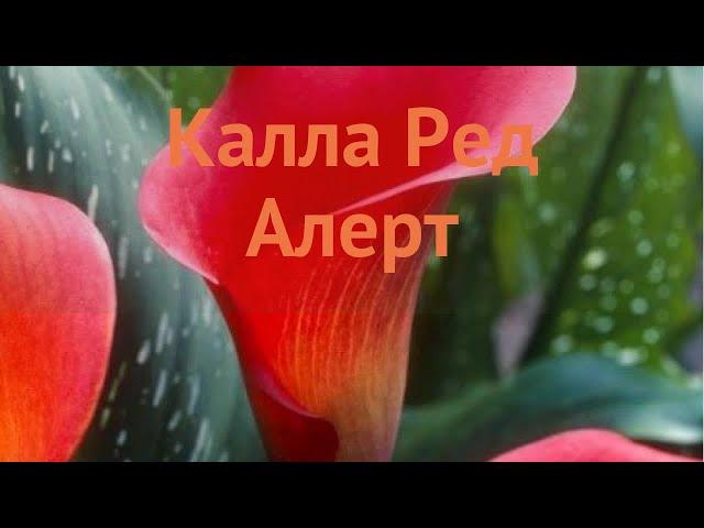 Калла обыкновенная Ред Алерт (calla red alert)  обзор: как сажать, луковицы каллы Ред Алерт