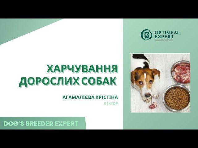 Dog's Breeder expert. Харчування дорослих собак. Агамалієва Крістіна. 28.05.2024