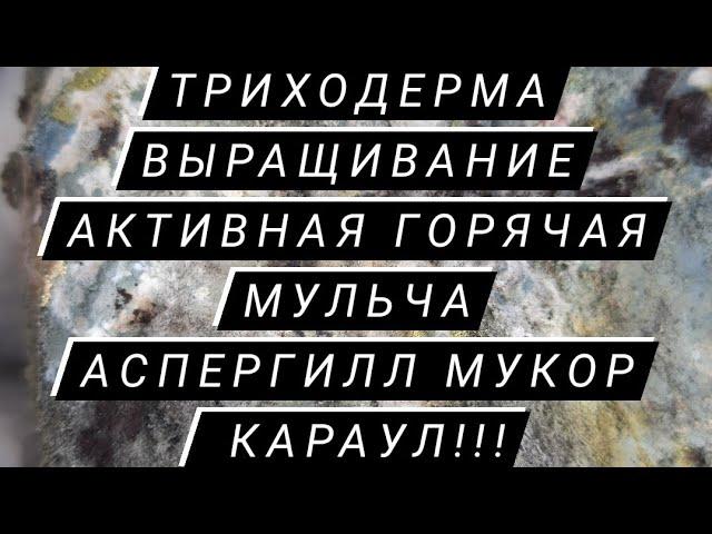 Внимание! Триходерма выращивание дома активная горячая мульча Аспергил