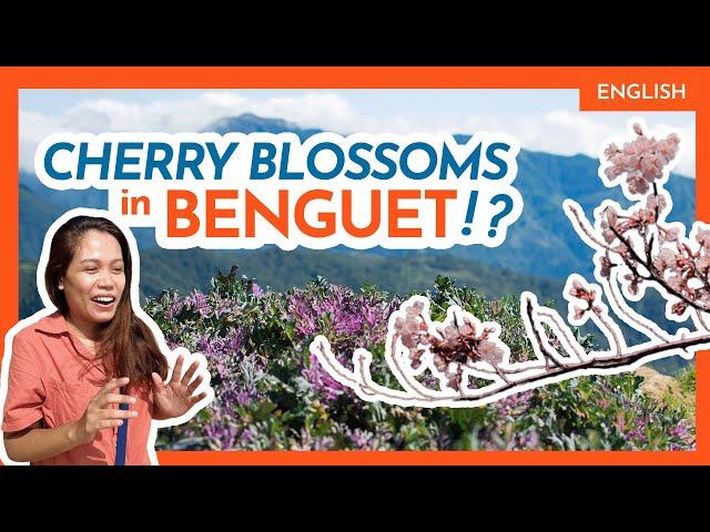 Top 11 ATOK (BENGUET) TOURIST ATTRACTIONS • Flower Farm, Sakura Park++ • Philippine Beaches & Beyond