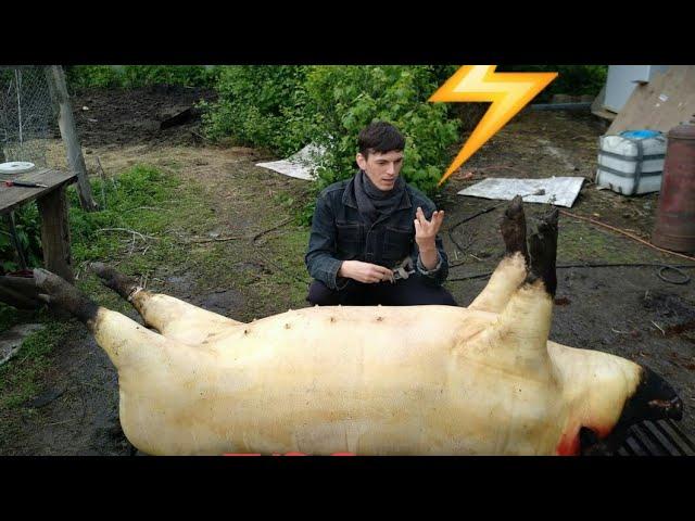 ЗАБОЙ с БЕДОЙ или ток, который вышел из под КОНТРОЛЯ. ЭКСКЛЮЗИВ/Electrocution of a PIG with an error