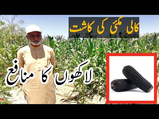 black corn farming in Pakistan // black corn crop // #BlackCorn / Kali Gandam // کالی گندم کی کاشت