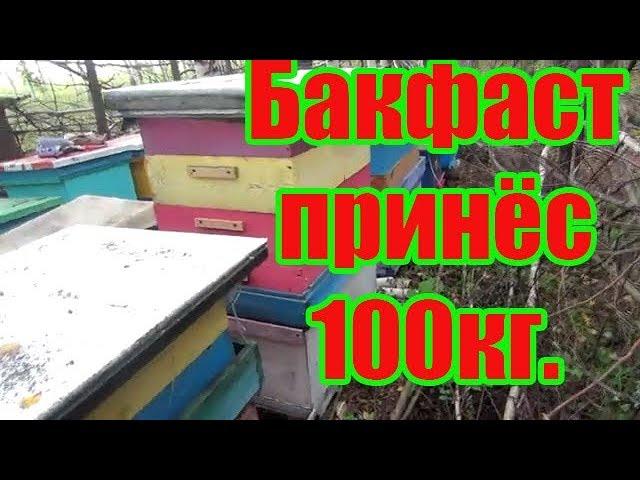 БОЛЬШЕ 100 КГ МЁДА ПРИНЁС ТЕСТИРУЕМЫЙ БАКФАСТ 2019 ГОДУ.