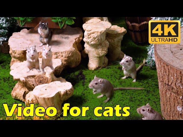 Cat TV: Tiny Mice Hide & Seek Extravaganza - 3 Hours of Pure Fun in 4K UHD | Catflix