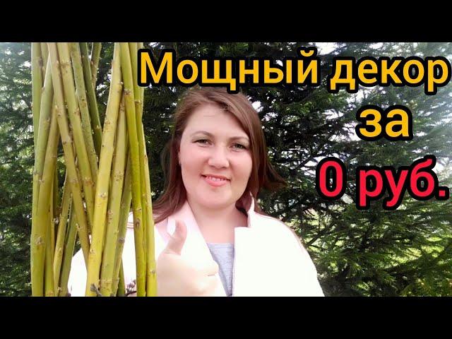 Плетеное дерево | Русская пальма | Ландшафтный дизайн | Своими руками