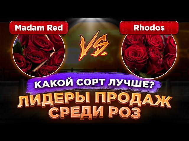 Madam Red и Rhodos 50 см | Плантации Baraka и PJ Dave Flowers | Эквадор и Кения | Цветы оптом