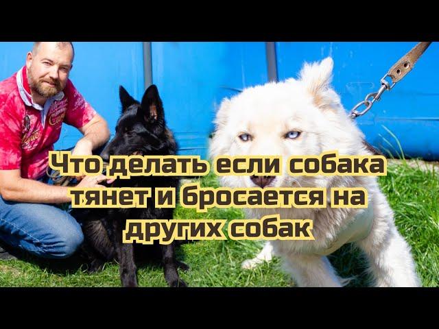 Что делать если собака кидается на других собак или прохожих.