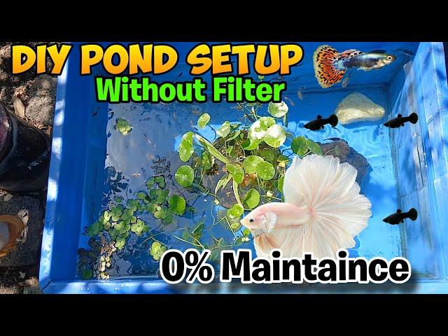 DIY Pond setup   0% maintenance without Filter and oxygen  ‎@Fishlover.io1478 