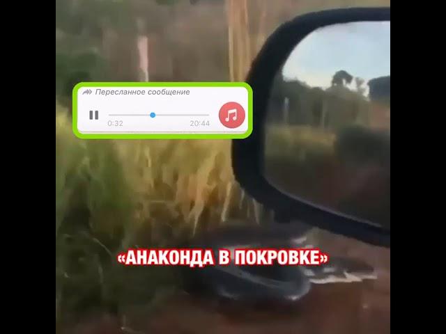 Видео с гигантской анакондой в Приморье напугало людей